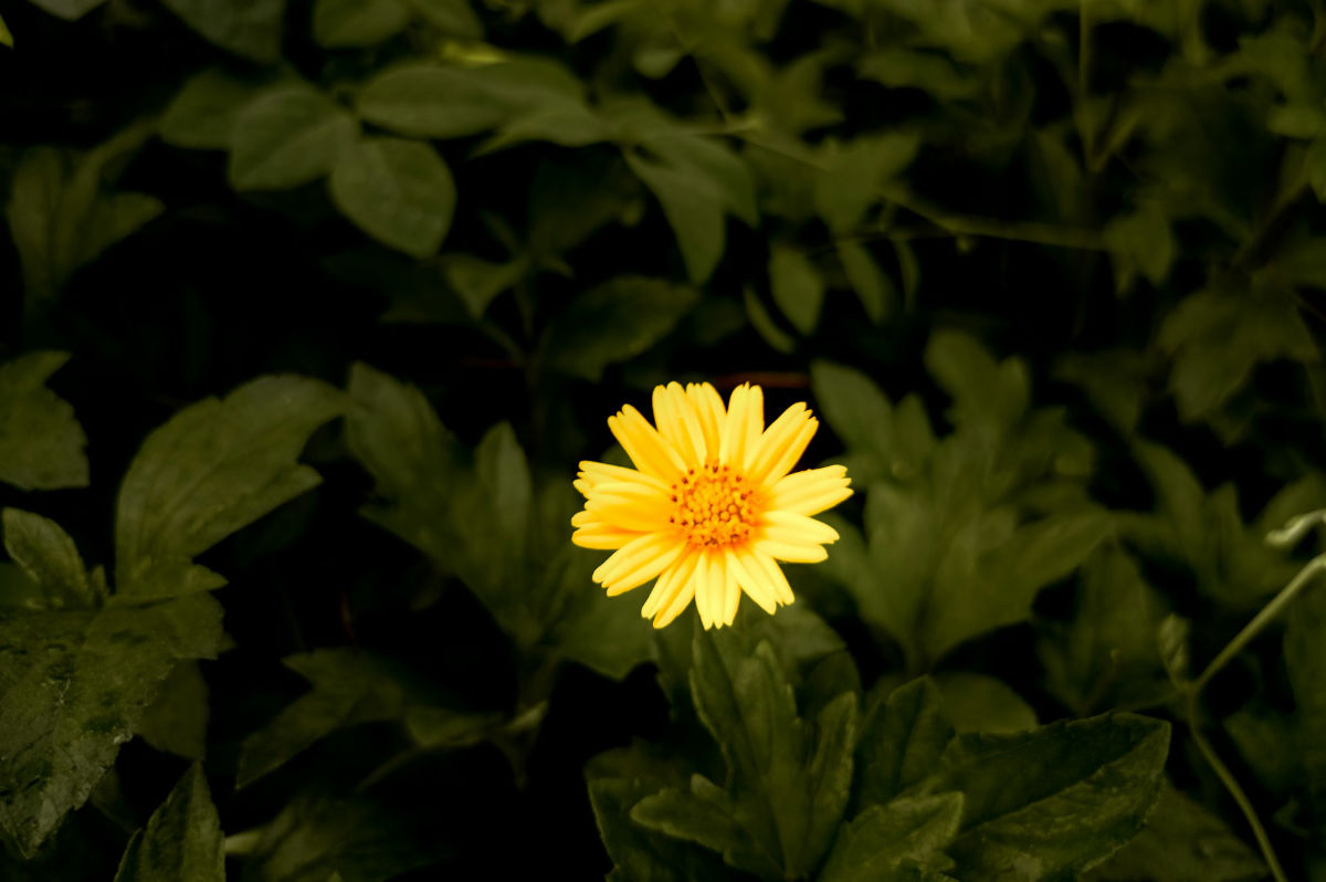 綠叢中一朵小花
