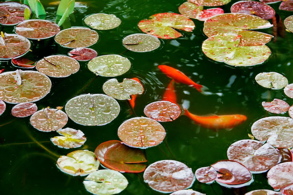 塘中游魚