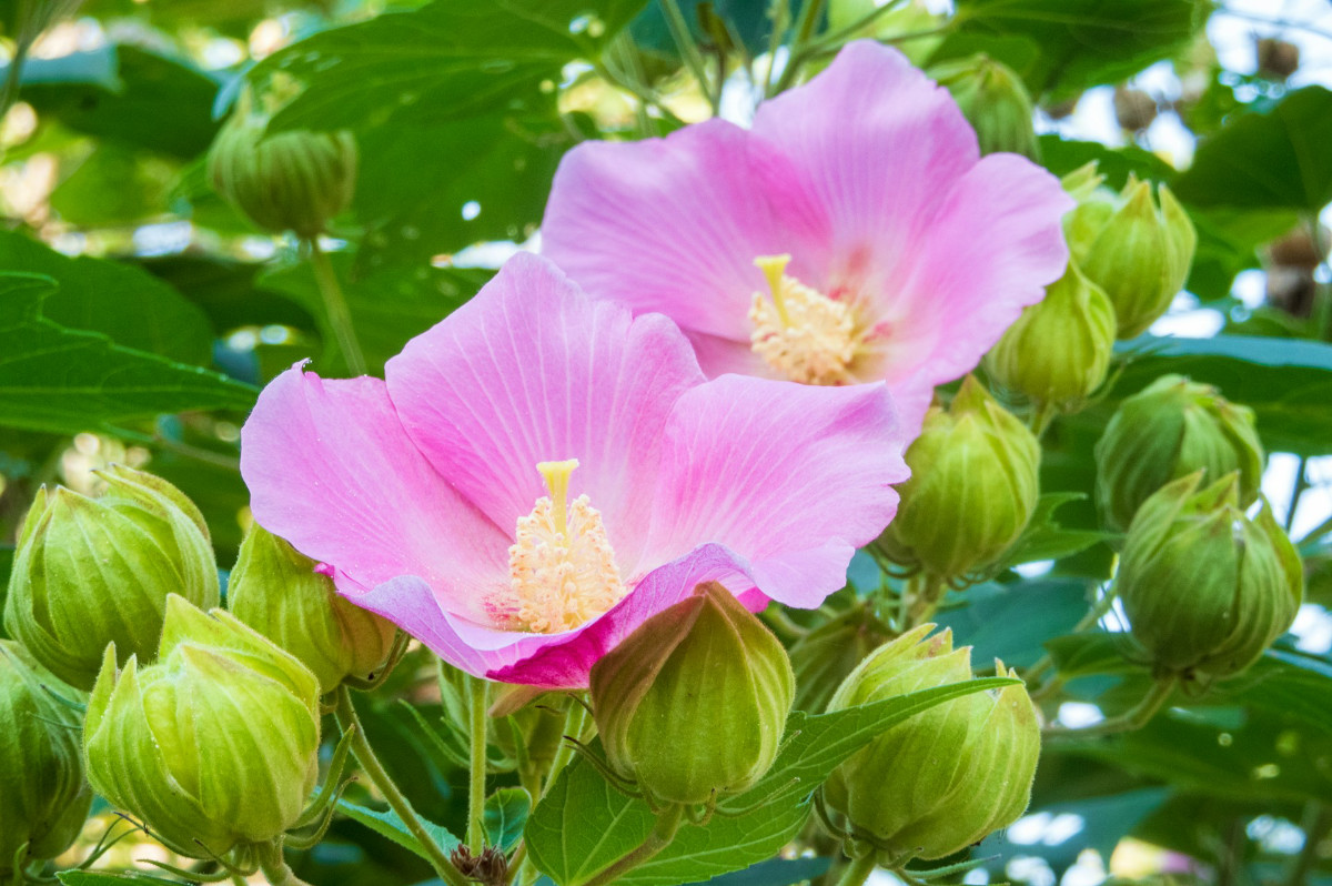 芙蓉