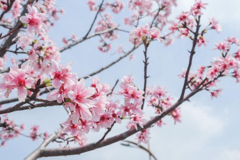桃花盛放