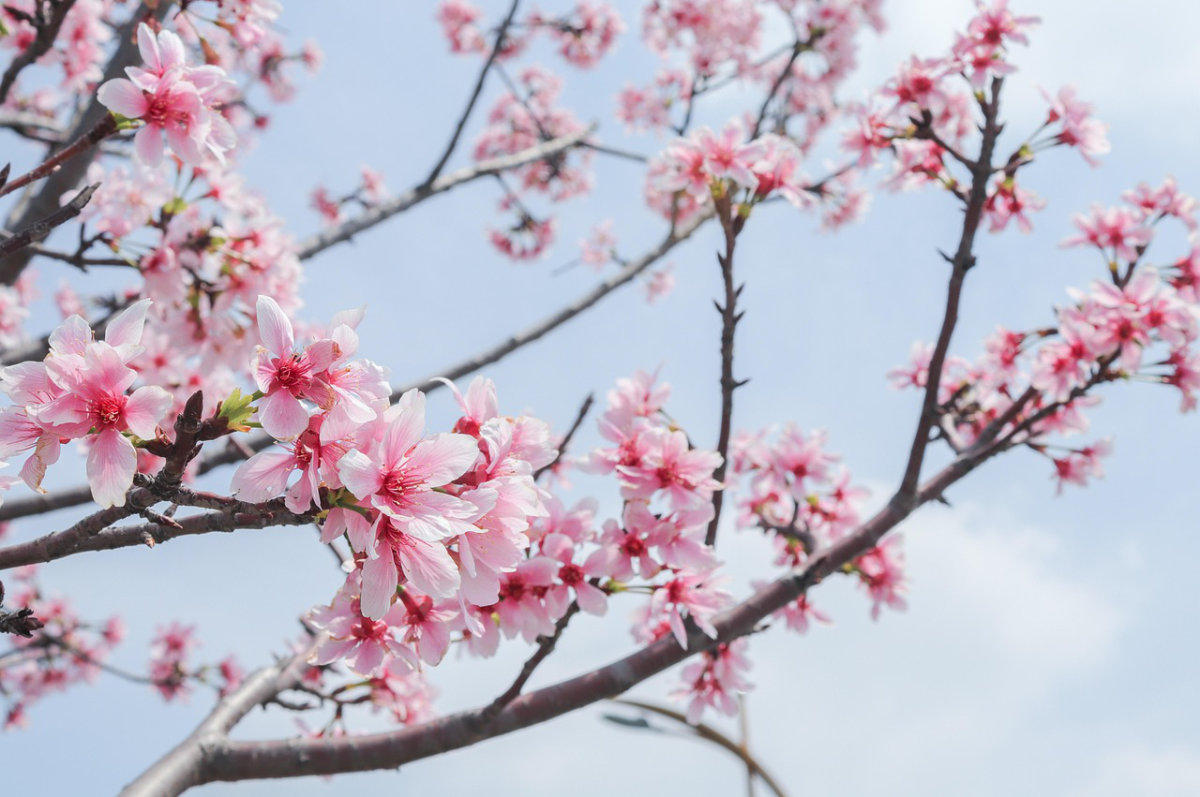 桃花盛放